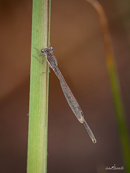 Sympecma fusca  - Barlotti Andrea