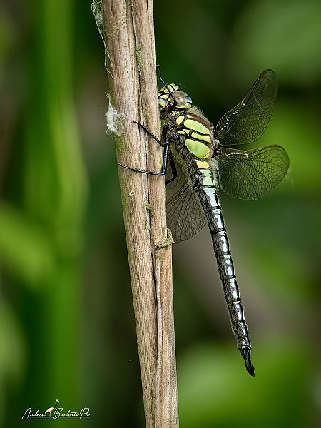 Brachytron pratense  - Barlotti Andrea