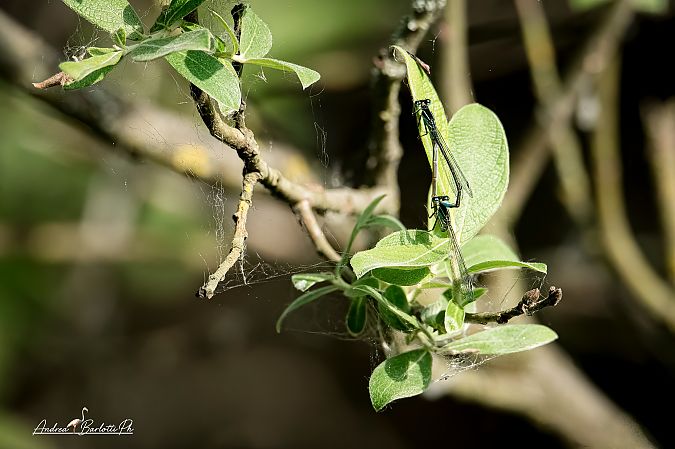 Ischnura elegans  - Barlotti Andrea