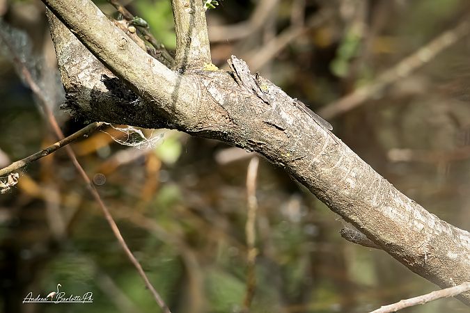 Sympecma fusca  - Barlotti Andrea