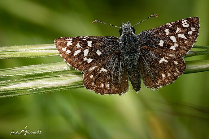 Pyrgus malvoides  - Barlotti Andrea