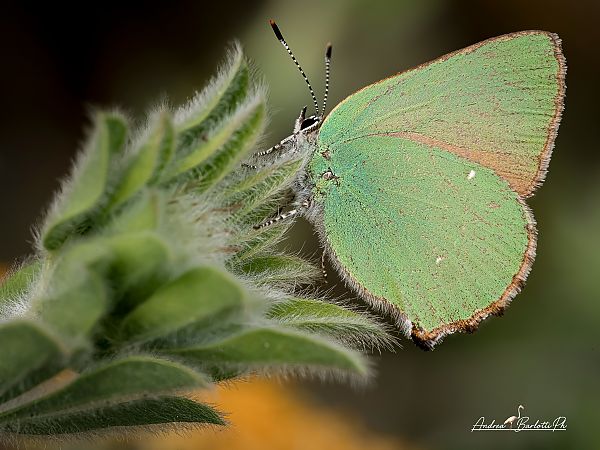 Callophrys rubi  - Barlotti Andrea