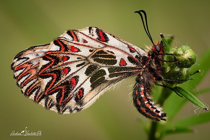 Zerynthia cassandra  - Barlotti Andrea