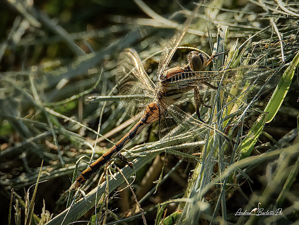 Orthetrum albistylum  - Barlotti Andrea