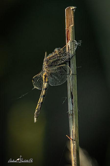 Orthetrum albistylum  - Barlotti Andrea