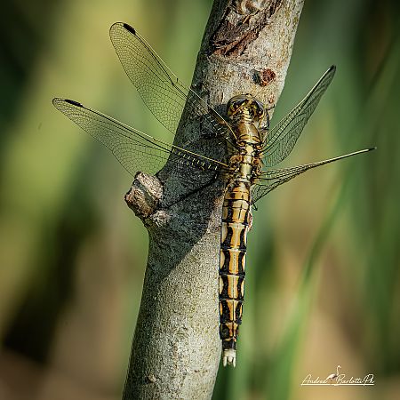 Orthetrum albistylum  - Barlotti Andrea