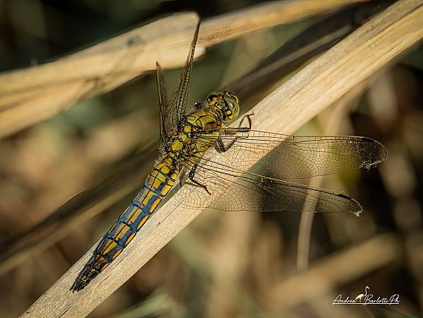 Orthetrum cancellatum  - Barlotti Andrea