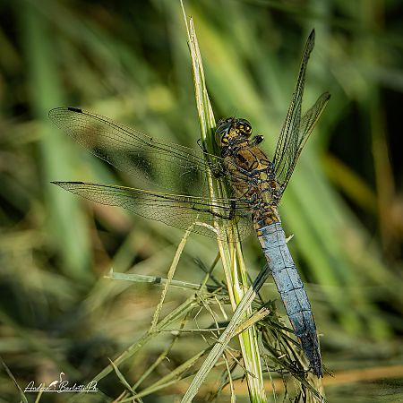 Orthetrum cancellatum  - Barlotti Andrea