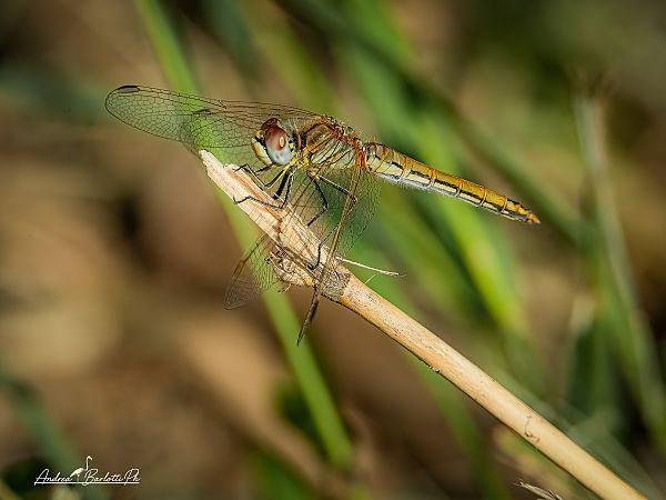 Sympetrum fonscolombei  - Barlotti Andrea