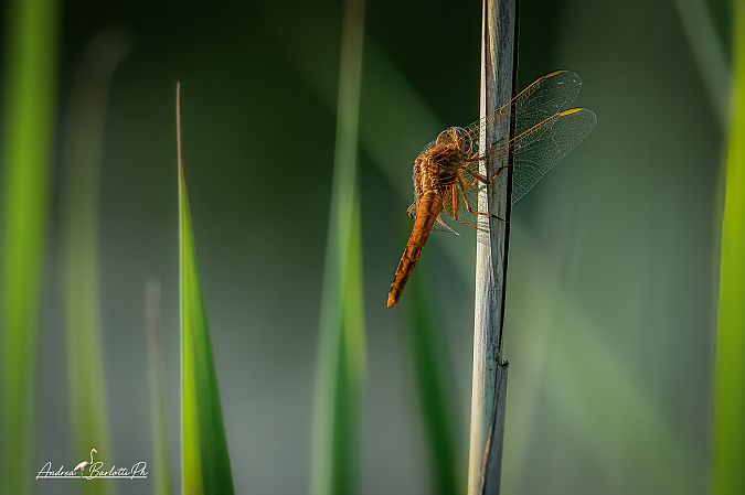 Crocothemis erythraea  - Barlotti Andrea