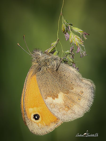Coenonympha pamphilus  - Barlotti Andrea