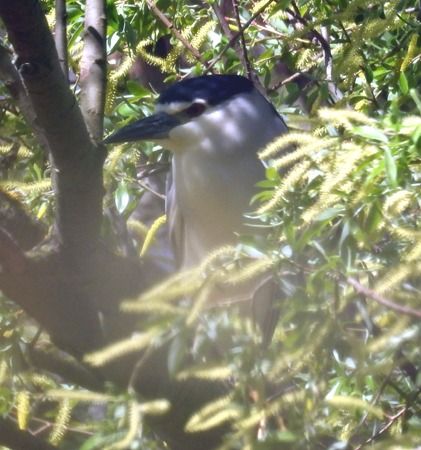 Nitticora  - Tiziana Ciaghi