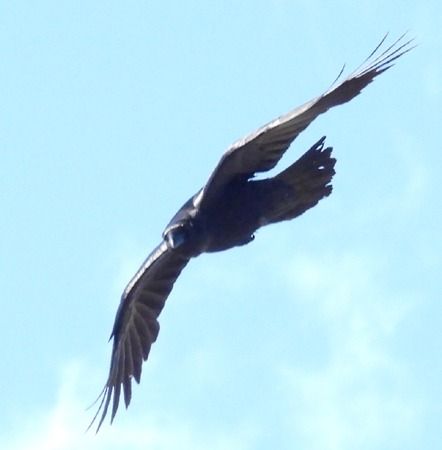 Corvo imperiale  - Tiziana Ciaghi