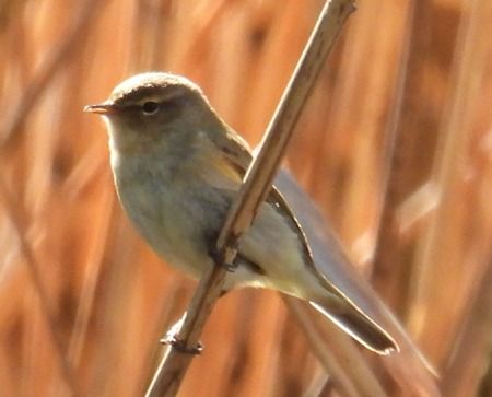 Luì piccolo  - Tiziana Ciaghi