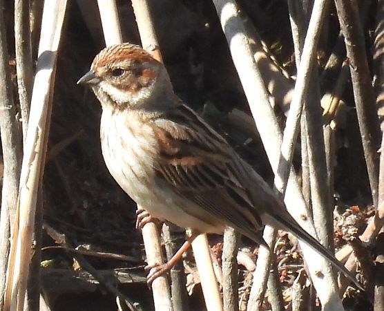 Migliarino di palude  - Tiziana Ciaghi