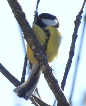 Cinciallegra  - Tiziana Ciaghi