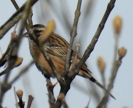 Zigolo muciatto  - Tiziana Ciaghi