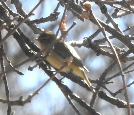 Luì piccolo  - Tiziana Ciaghi