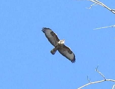 Poiana  - Tiziana Ciaghi