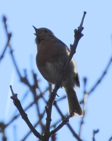 Pettirosso  - Tiziana Ciaghi