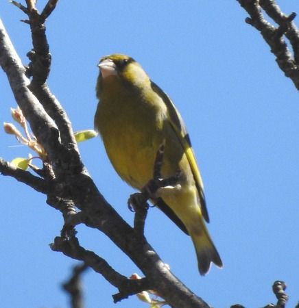 Verdone  - Tiziana Ciaghi