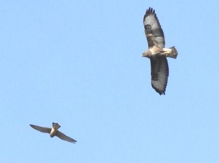 Grillaio  - Tiziana Ciaghi