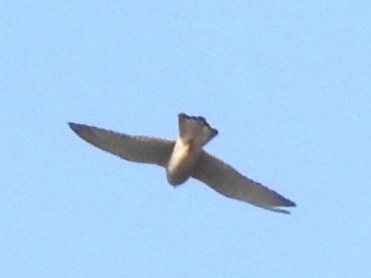 Grillaio  - Tiziana Ciaghi