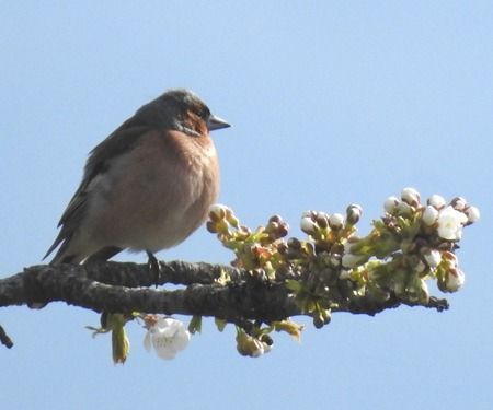 Fringuello  - Tiziana Ciaghi