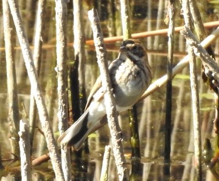 Migliarino di palude  - Tiziana Ciaghi