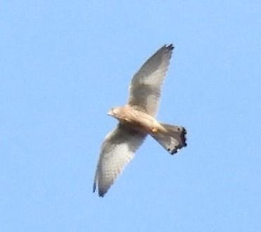 Grillaio  - Tiziana Ciaghi