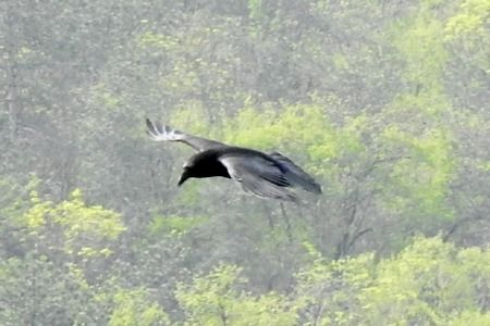 Corvo imperiale  - Tiziana Ciaghi