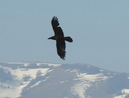 Corvo imperiale  - Tiziana Ciaghi