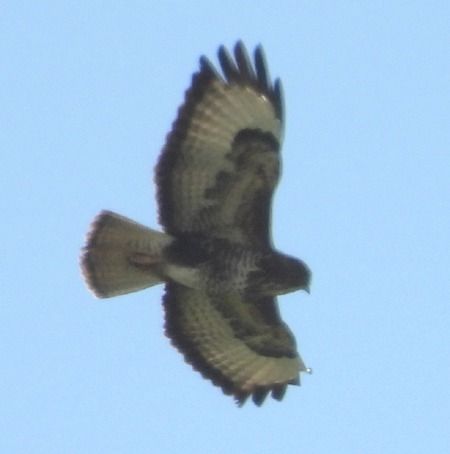 Poiana  - Tiziana Ciaghi