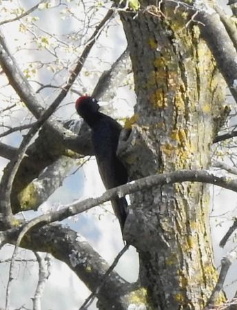 Picchio nero  - Tiziana Ciaghi