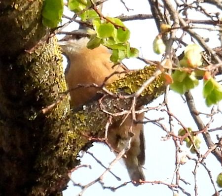 Picchio muratore  - Tiziana Ciaghi