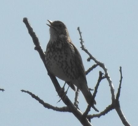 Tordo bottaccio  - Tiziana Ciaghi