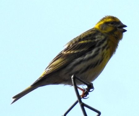 Verzellino  - Tiziana Ciaghi