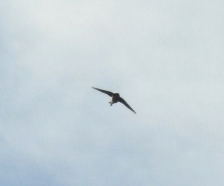 Balestruccio  - Tiziana Ciaghi