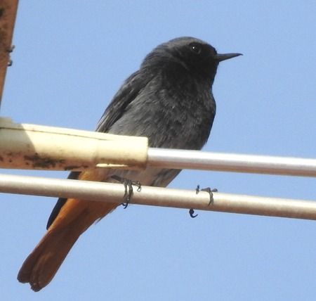 Codirosso spazzacamino  - Tiziana Ciaghi