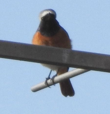 Codirosso  - Tiziana Ciaghi