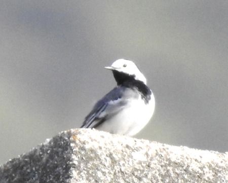 Ballerina bianca  - Tiziana Ciaghi