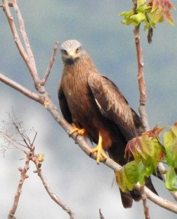 Nibbio bruno  - Tiziana Ciaghi
