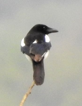 Gazza  - Tiziana Ciaghi