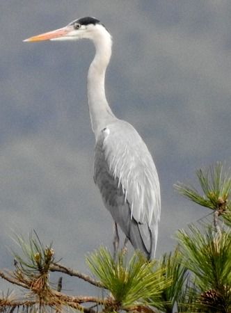 Airone cenerino  - Tiziana Ciaghi