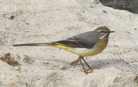 Ballerina gialla  - Tiziana Ciaghi