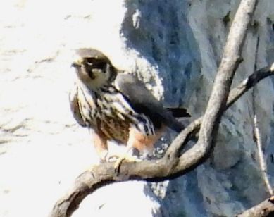 Lodolaio  - Tiziana Ciaghi