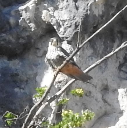 Lodolaio  - Tiziana Ciaghi