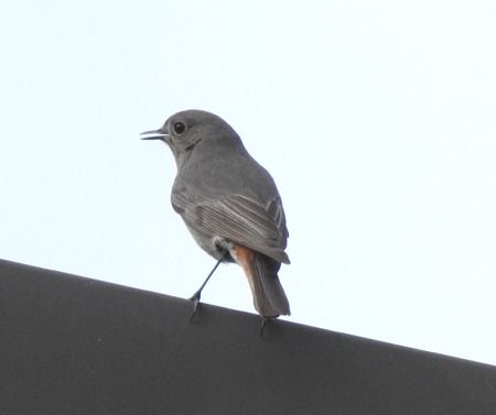 Codirosso spazzacamino  - Tiziana Ciaghi