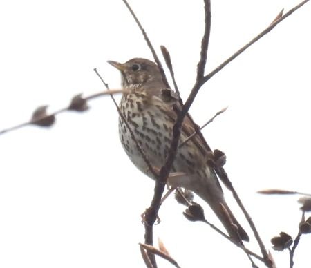 Tordo bottaccio  - Tiziana Ciaghi