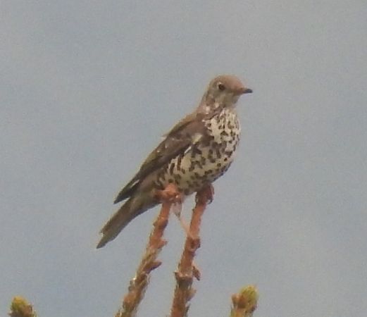 Tordela  - Tiziana Ciaghi